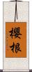 櫻根 Scroll