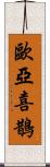 歐亞喜鵲 Scroll