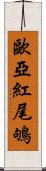 歐亞紅尾鴝 Scroll