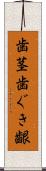 歯茎 Scroll