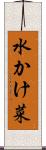 水かけ菜 Scroll