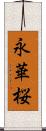 永華桜 Scroll