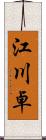 江川卓 Scroll