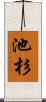 池杉 Scroll