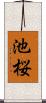 池桜 Scroll