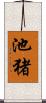 池猪 Scroll