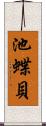 池蝶貝 Scroll