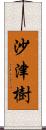 沙津樹 Scroll