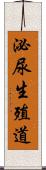 泌尿生殖道 Scroll