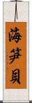 海笋貝 Scroll