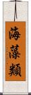 海藻類 Scroll