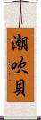 潮吹貝 Scroll