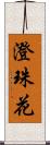 澄珠花 Scroll