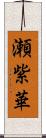 瀬紫華 Scroll