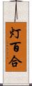 灯百合 Scroll