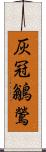 灰冠鶲鶯 Scroll
