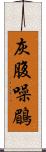 灰腹噪鶥 Scroll