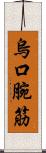 烏口腕筋 Scroll