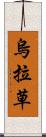 烏拉草 Scroll