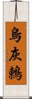 烏灰鶇 Scroll