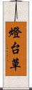 燈台草 Scroll