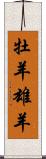 牡羊;雄羊 Scroll