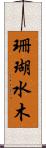 珊瑚水木 Scroll