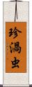 珍渦虫 Scroll