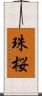 珠桜 Scroll