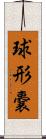 球形嚢 Scroll