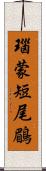 瑙蒙短尾鶥 Scroll