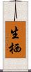 生栖 Scroll