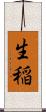 生稲 Scroll