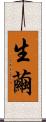 生繭 Scroll