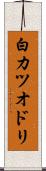 白カツオドリ Scroll