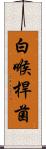 白喉桿菌 Scroll