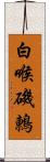 白喉磯鶇 Scroll