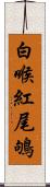 白喉紅尾鴝 Scroll