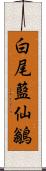 白尾藍仙鶲 Scroll