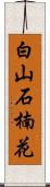 白山石楠花 Scroll