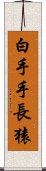 白手手長猿 Scroll