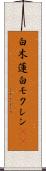 白木蓮 Scroll