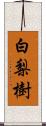 白梨樹 Scroll