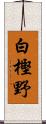 白樫野 Scroll