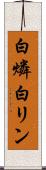 白燐 Scroll