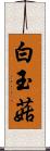 白玉菇 Scroll