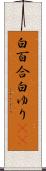 白百合 Scroll