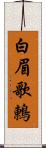 白眉歌鶇 Scroll