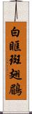 白眶斑翅鶥 Scroll