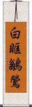 白眶鶲鶯 Scroll